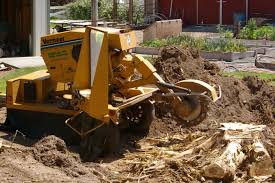 Stump Removal Cambridgeshire